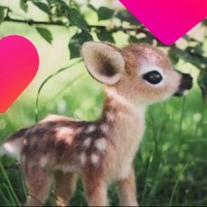 Meet your Posher, Lorenzo